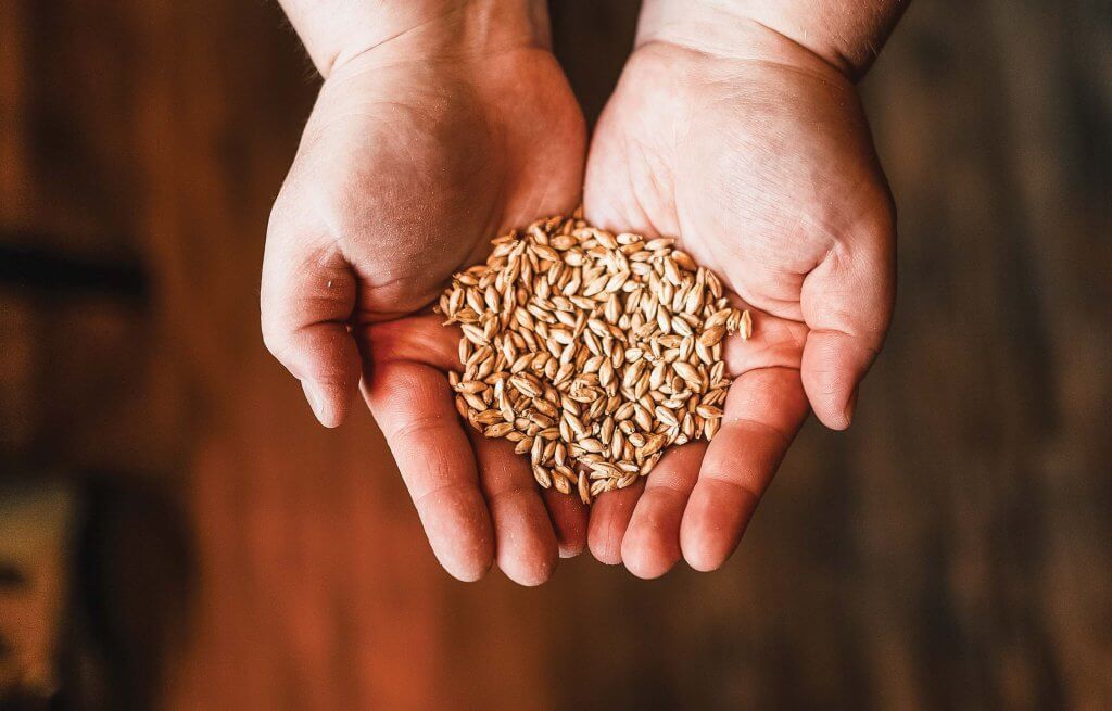 Hands holding grains used in beer brewing.